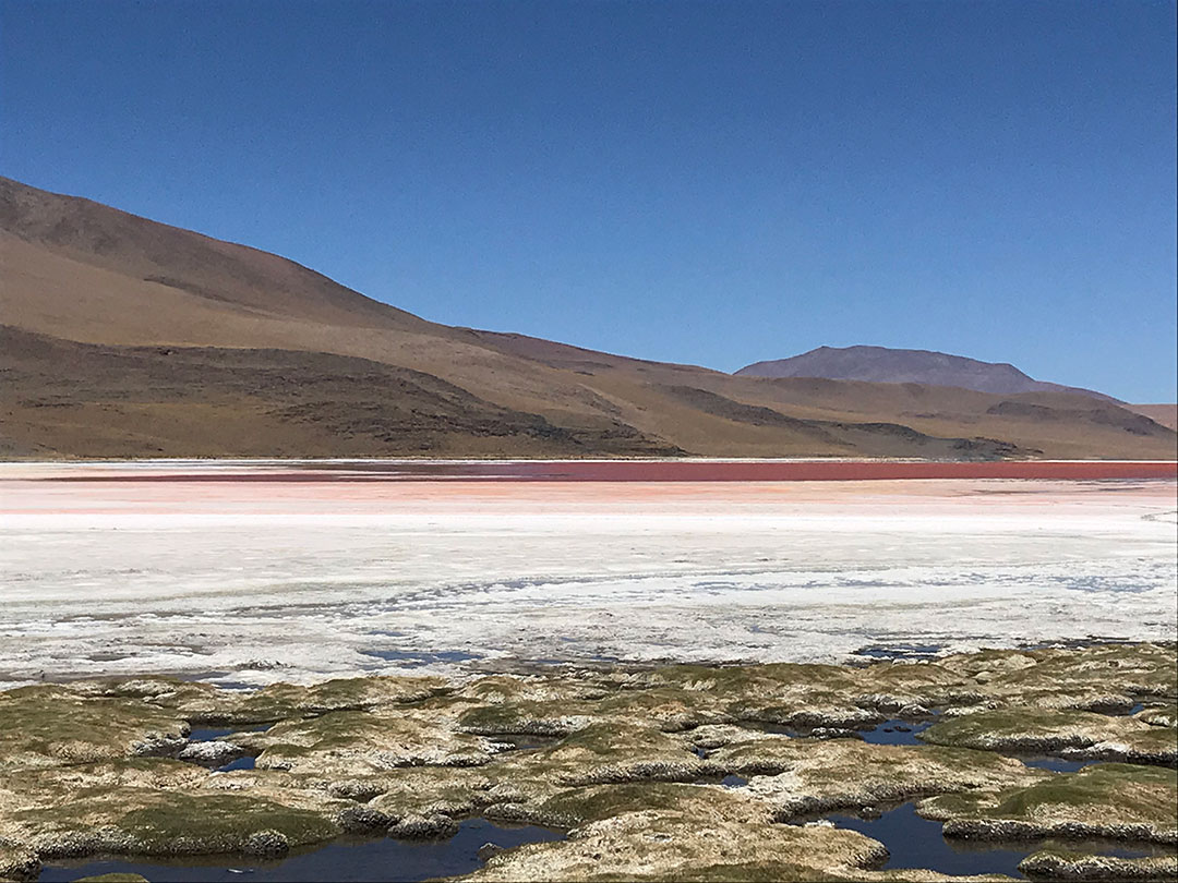Laguna Colorada Bolivien